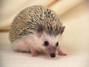 刺猬的拼音声调怎么写