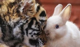 兔子请老虎谜底，兔子请老虎 -----打一成语