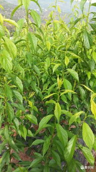 蜂糖李苗几年结果