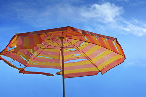 蝉的意思古诗虞世南，蝉的意思和拼音