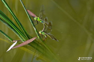这是什么虫子,好怕呀。