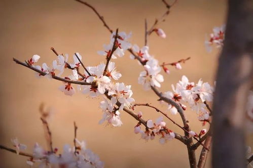 春暖花开的诗句有哪些?