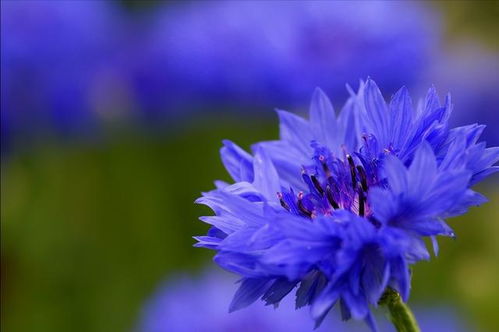 矢车菊的花语是什么