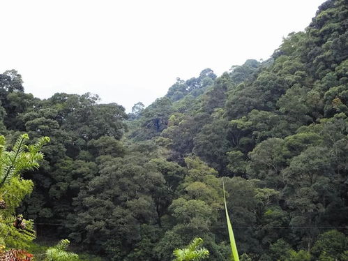 生态林可以承包出去吗