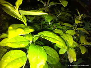 foliage是什么意思，foliage怎么读