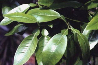 二叶式主动脉瓣，二叶并行一七连是什么生肖