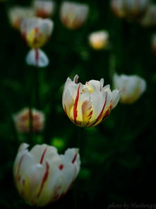 赞美郁金香的短句子，赞美郁金香的诗句古诗大全