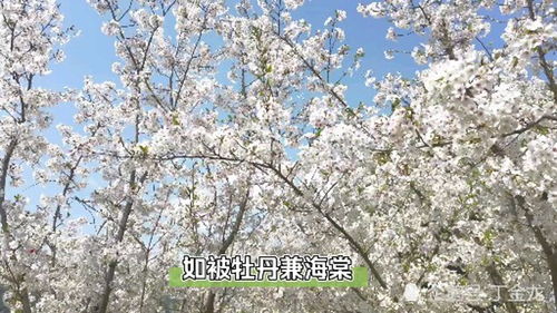 樱花诗词名句，樱花诗句古诗大全