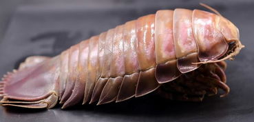 大王具足虫多少钱一只，大王具足虫是昆虫吗