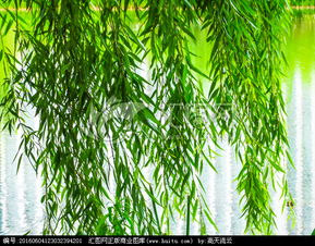 柳枝什么,那是春天的什么?