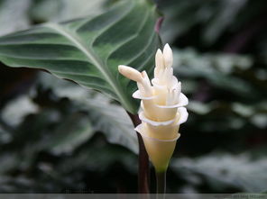 奇花异草什么意思指的，奇花异草是指什么