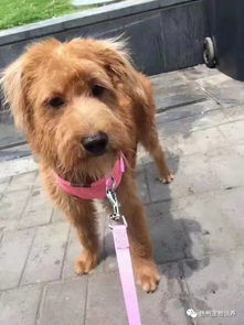 简短感人的寻狗启示怎么写?