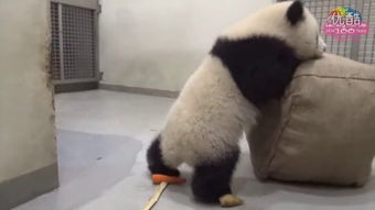 犬齿(校园 骨科)免费读，犬齿甲龙