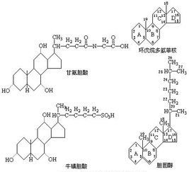 脂肪磷脂固醇的组成元素，固醇的组成元素有氮吗