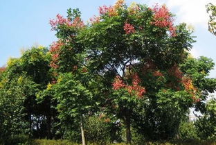 栾树种子手串，栾树种子多少钱一斤