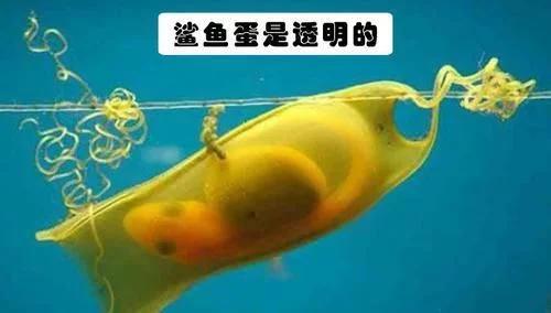 卵胎生动物有哪些