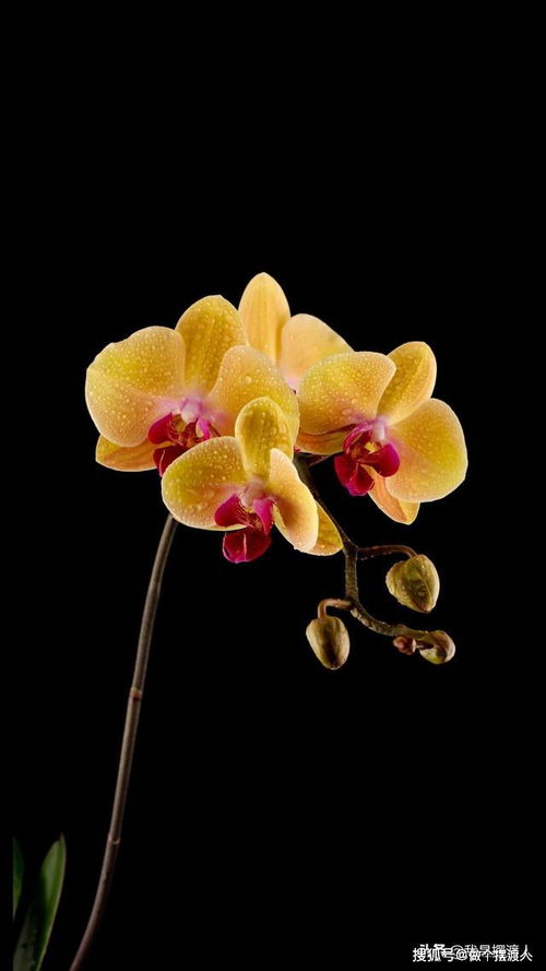 卖柑者言原文及翻译阅读，卖柑者言原文及翻译古诗文网