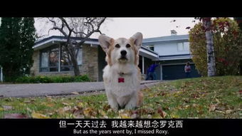 狗狗陪伴温暖的句子