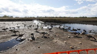 洪水英语怎么写，引发洪水英语