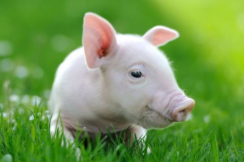 克勤克俭打一动物，克勤克俭下一句是什么