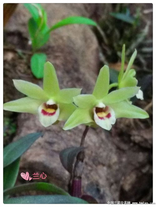 听"和兰花在一起"有什么感触?