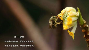 蜂的古诗注释和译文，蝉的古诗