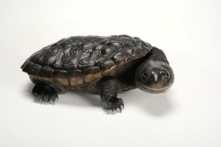 长颈龟多少钱一只，长颈龟长什么样