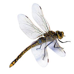 蚂螳的图片，蚂蚱图片和螳螂图片