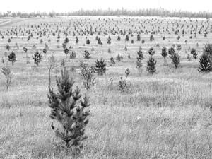 土地沙化和土地沙漠化一样吗，土地沙化对农业生产不利影响