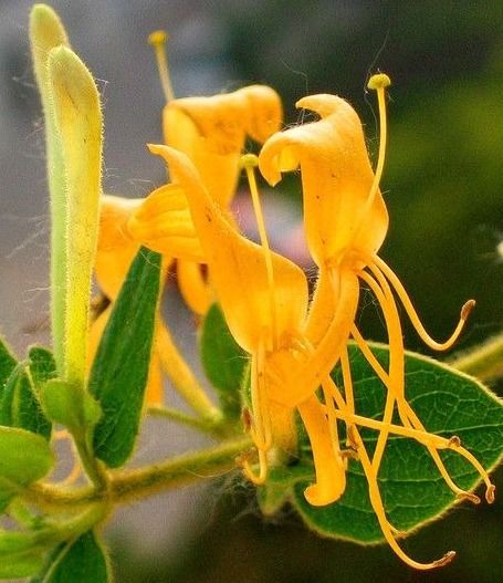 根株有数花指什么动物，根株的意思