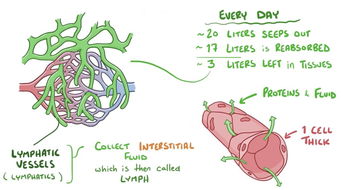 lymphatics，lymphatic drainage