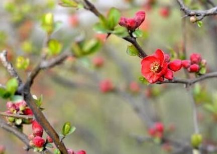 春风拂什么四字词语，春风拂什么意思