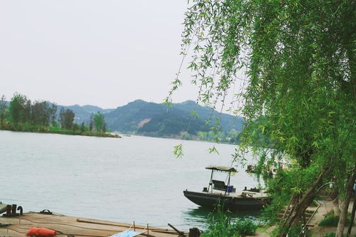 春风又绿江南岸的绿字让我看到了春天什么样的，春风又绿江南岸的绿字是什么意思