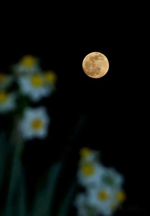 花好月圆的意思和造句，丹桂飘香花好月圆的意思