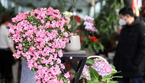 殷红的拼音是yan还是yin，姹脂嫣红的拼音