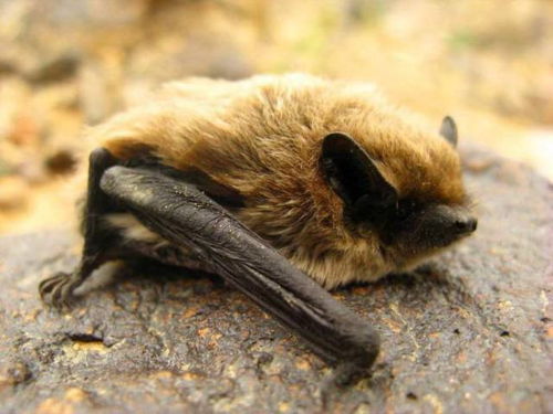 棕蝠进家中寓意什么，棕蝠是保护动物吗