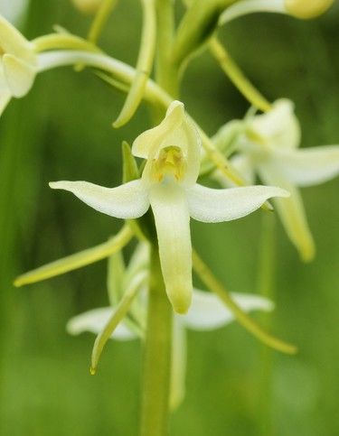 柚子叶的二叶是什么?