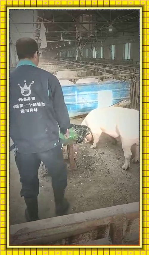 为什么没有对猪弹琴,还有很多种动物可以比喻不是吗