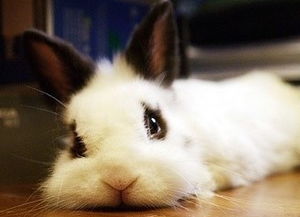 属兔今年几岁了虚岁，今年属羊几岁2023