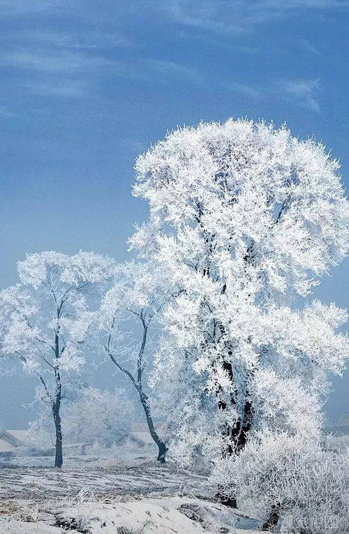 风一更雪一更全诗的意思，风一更雪一更全诗诠释