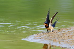 燕衔泥是什么意思?