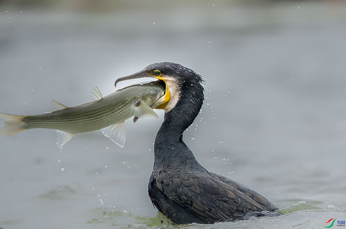 咽的拼音组词，咽的拼音和部首
