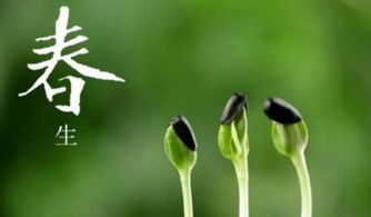 树木的四字词语有什么?