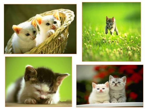 猫教案第二课时，快乐的小熊猫教案