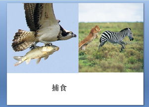 动物的运动方式