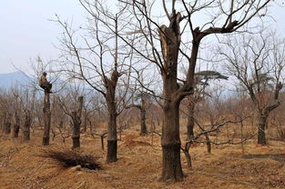 木冬有什么功效与作用，木冬念什么