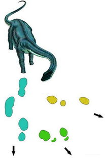 恐龙的足迹分为几类?