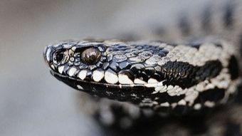 狗蛇属相合吗,狗和蛇合吗