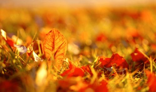 秋天的声音在哪里,仿写句子，秋天的声音有哪些句子三年级