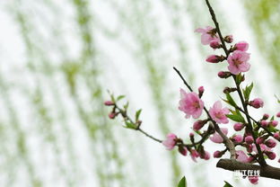 柳绿前面两个字是什么?